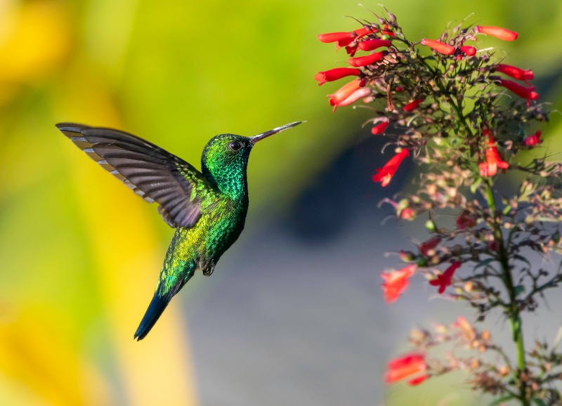 Pueblo Hummingbird