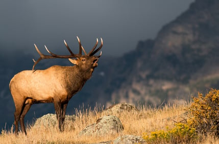 Native Hope Elk 3