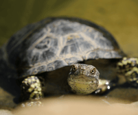 Native American Animals: The Turtle (Keya) Symbolizes Grandmother Earth ...