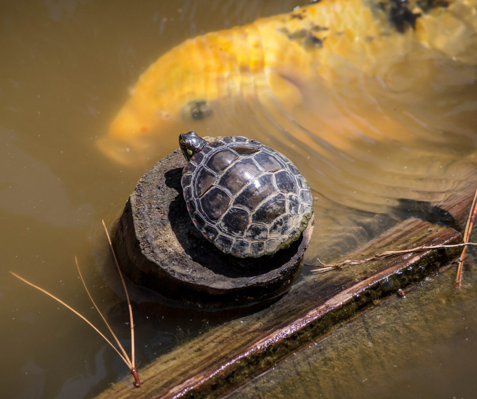 Native American Animals: The Turtle (Keya) Symbolizes Grandmother Earth ...