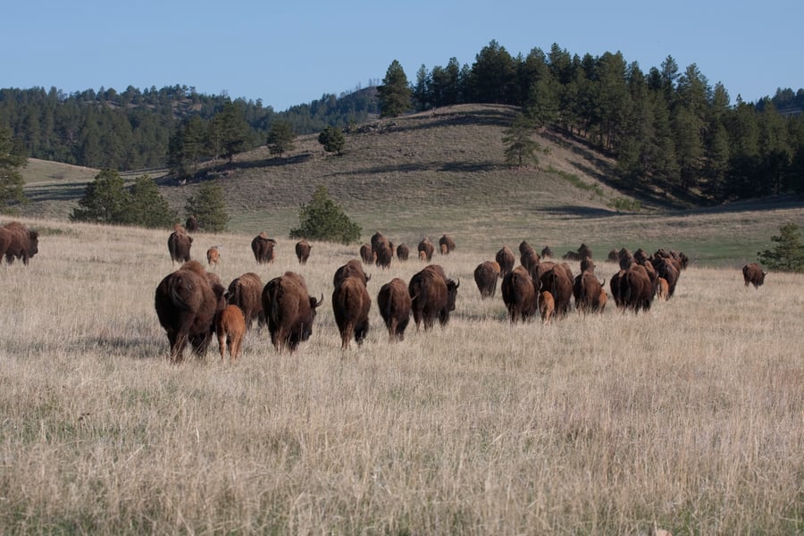  Buffalo roaming the plains
