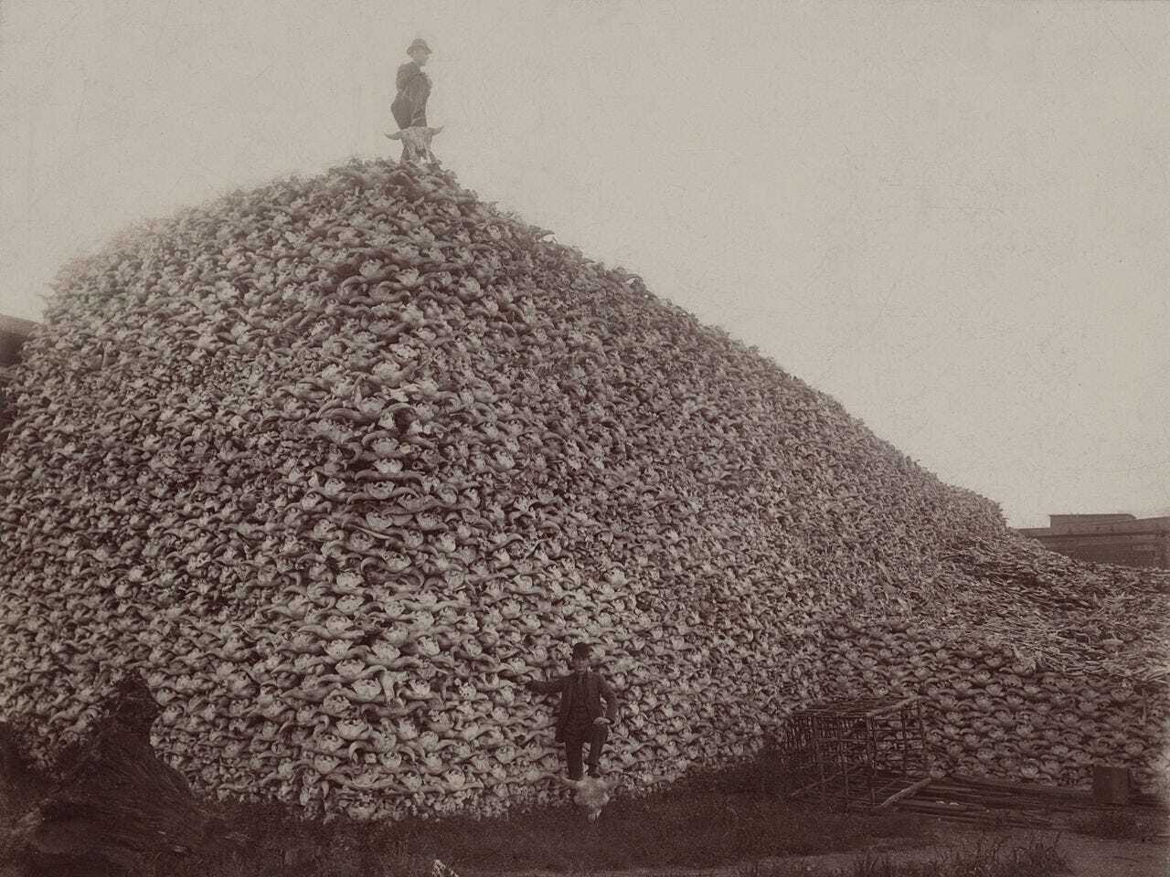 buffalo skulls