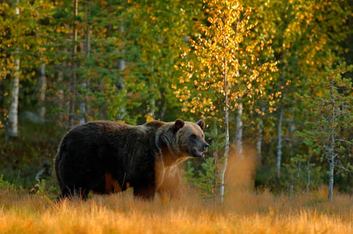 storyblocks-autumn-wood-with-bear-beautiful-brown-bear-walking-around-lake-with-autumn-colours-dangerous-animal-in-nature-meadow-habitat-wildlife-scene-finland-brown-bear-hidden-in-yellow-pine-birch-forest_BczvfjMm-M