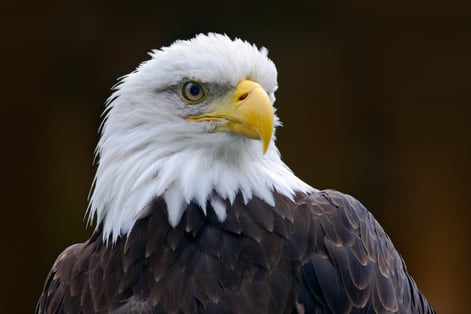 storyblocks-bald-eagle-haliaeetus-leucocephalus-portrait-of-brown-bird-of-prey-with-white-head-yellow-bill-symbol-of-freedom-of-the-united-states-of-america-alaska-usa_ScUQXlQ7-G