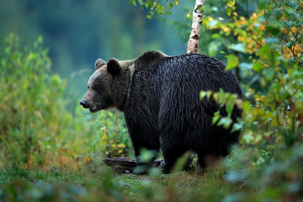 storyblocks-wildlife-from-europe-autumn-trees-with-bear-brown-bear-feeding-before-winter-slovakia-mountain-mala-fatra-evening-in-the-green-forest-big-female-dangers-animal-yellow-autumn-wood-habitat_B5MVpjGXZf-1